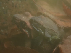 Rana ornativentris