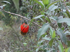 Mutisia lanata