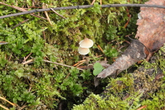 Mycena metata