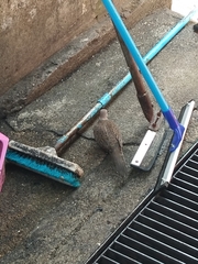 Streptopelia chinensis