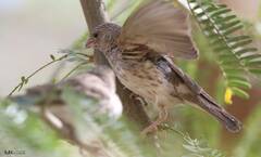 Crithagra leucopygia