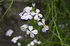 Raphanus sativus raphanistroides