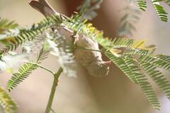 Crithagra leucopygia