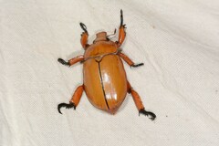 Anoplognathus montanus