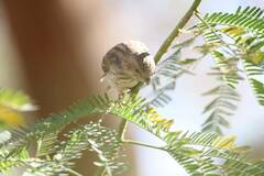 Crithagra leucopygia