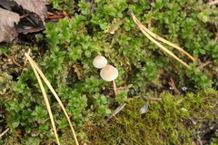 Mycena metata