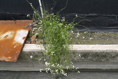 Raphanus sativus raphanistroides