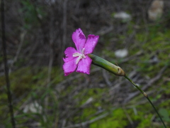 Dianthus longicaulis