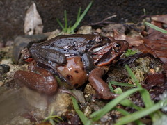 Rana ornativentris