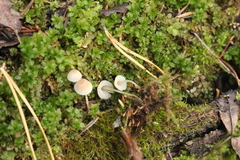Mycena metata