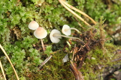Mycena metata