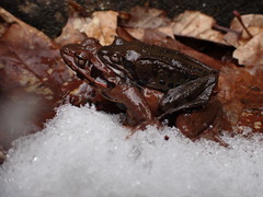Rana ornativentris