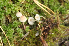 Mycena metata