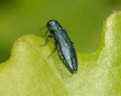 Agrilus cyanescens