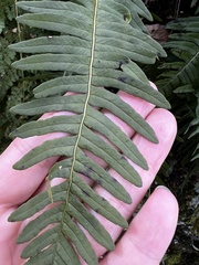 Polypodium appalachianum