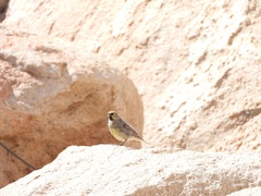 Melanodera xanthogramma