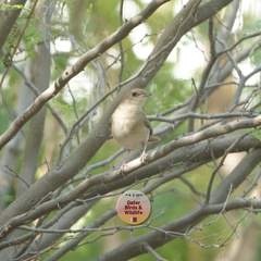 Luscinia megarhynchos