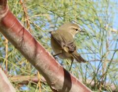 Phylloscopus collybita