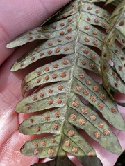 Polypodium appalachianum