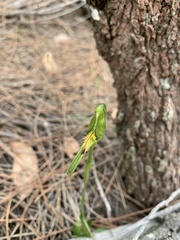 Pterostylis tasmanica