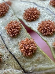 Polypodium appalachianum