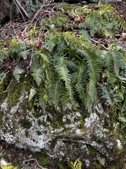 Polypodium appalachianum