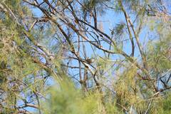 Curruca melanocephala