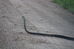 Dendroaspis polylepis