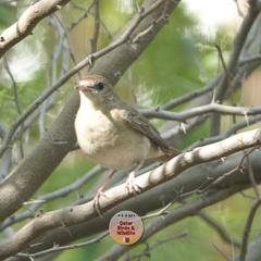 Luscinia megarhynchos