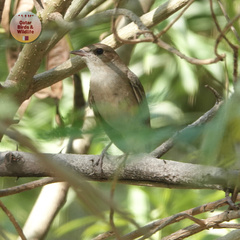 Luscinia megarhynchos