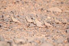 Pterocles coronatus