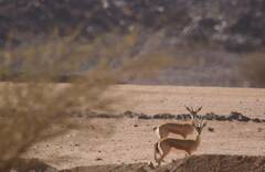 Gazella dorcas