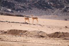 Gazella dorcas