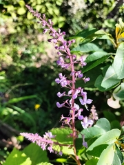 Plectranthus fruticosus