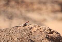 Agama bibronii