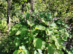 Plectranthus fruticosus