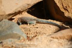 Agama bibronii