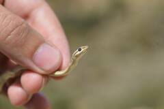 Psammophis schokari
