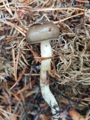 Hygrophorus hypothejus