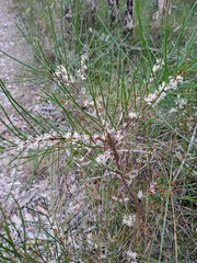 Hakea actites