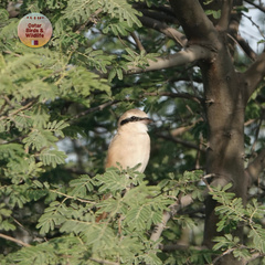 Lanius isabellinus