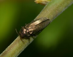 Agrilinae