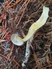 Hygrophorus hypothejus