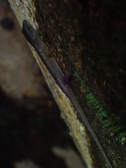 Saproscincus spectabilis