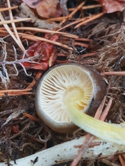 Hygrophorus hypothejus