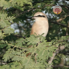 Lanius isabellinus