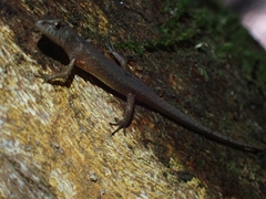 Saproscincus spectabilis