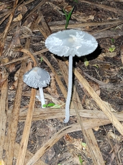 Lanatulae