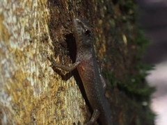 Saproscincus spectabilis