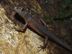 Saproscincus spectabilis